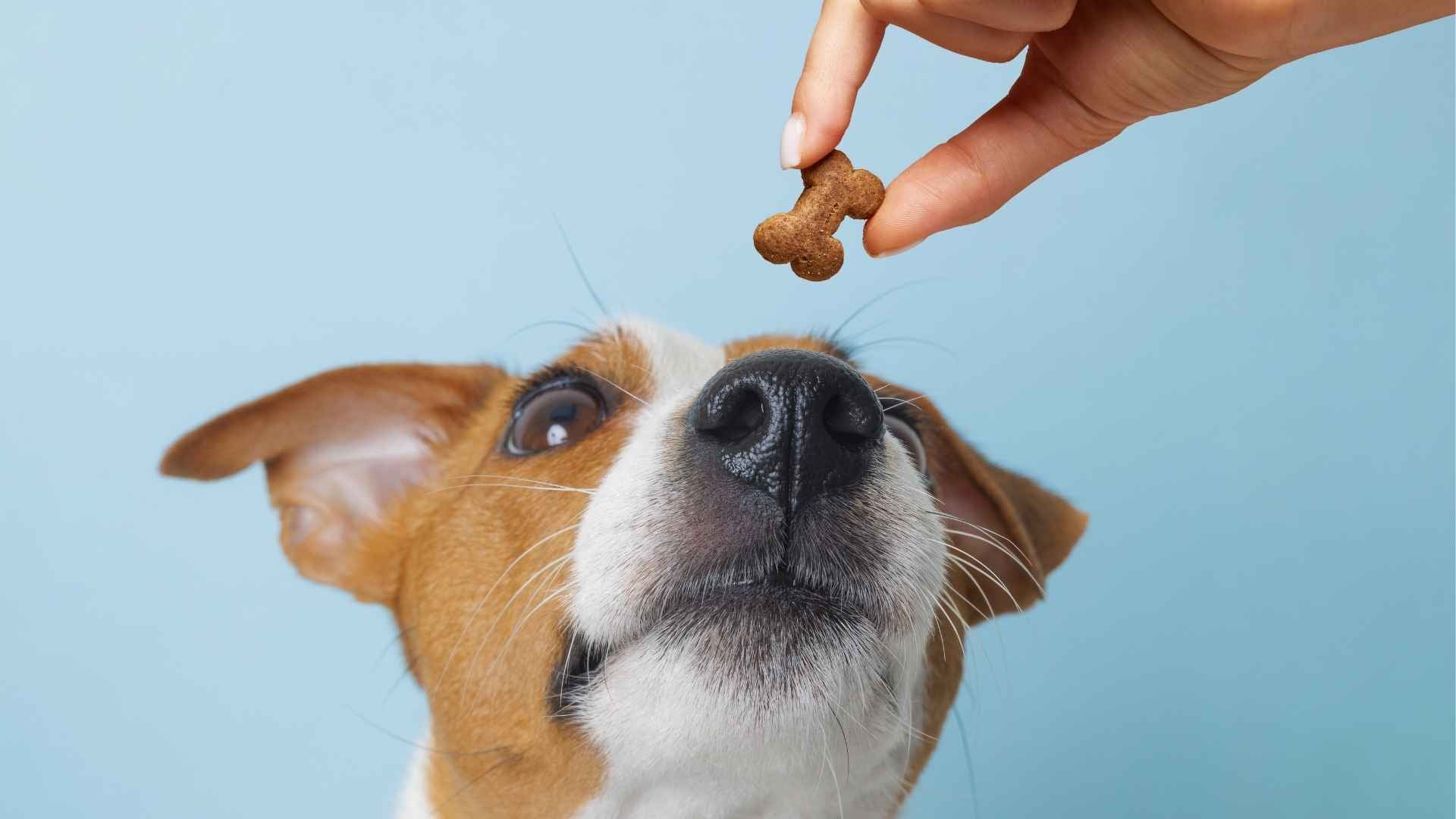 Perro comiendo snack para perros de Mercadona